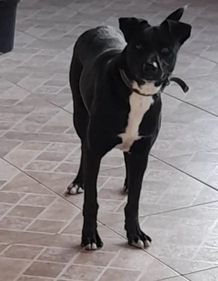 Cachorro ra a SRD idade 3 anos nome Nino