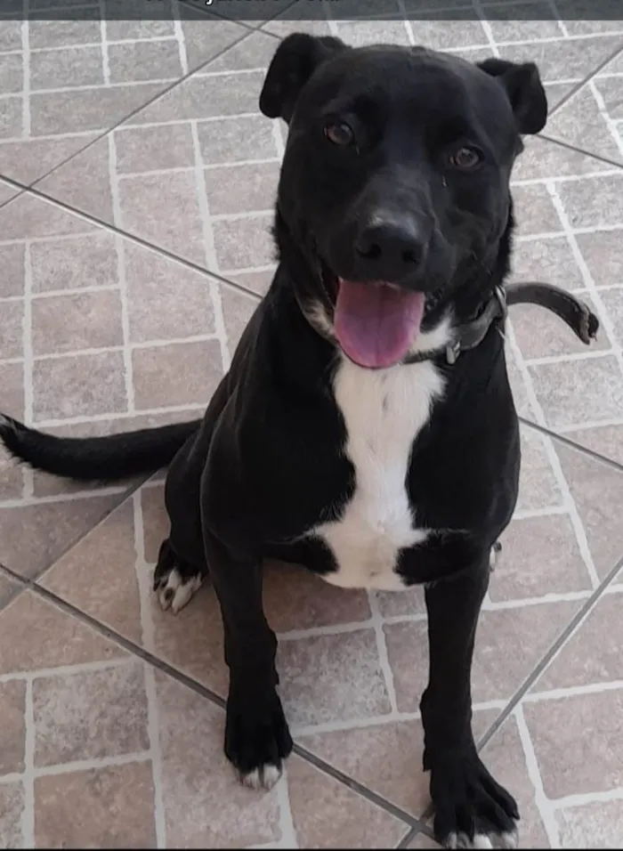 Cachorro ra a SRD idade 3 anos nome Nino