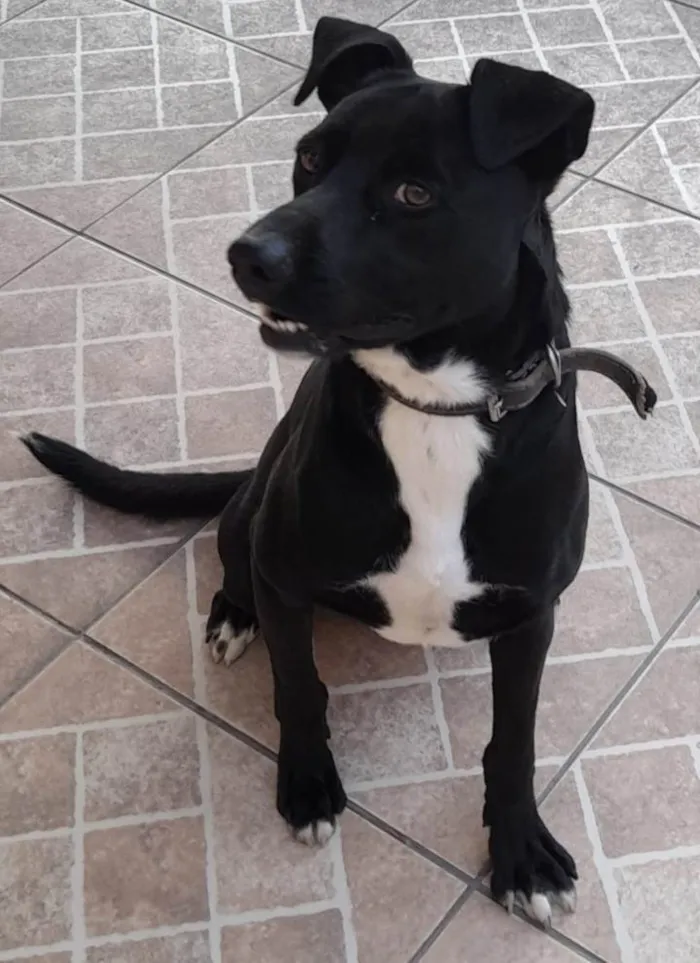 Cachorro ra a SRD idade 3 anos nome Nino