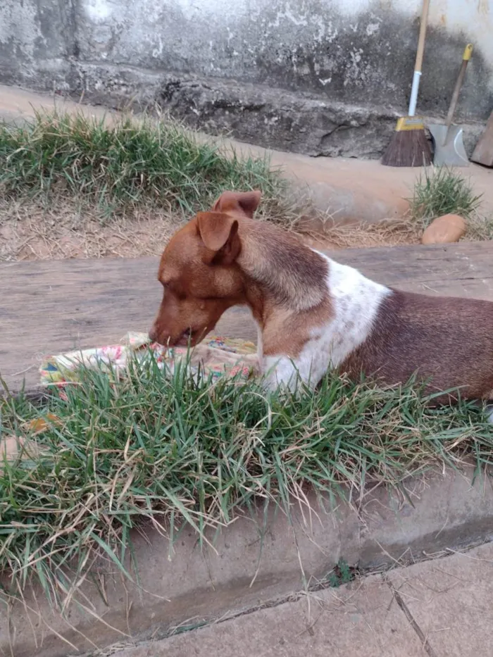 Cachorro ra a Fox Terrier idade 2 anos nome Luna 