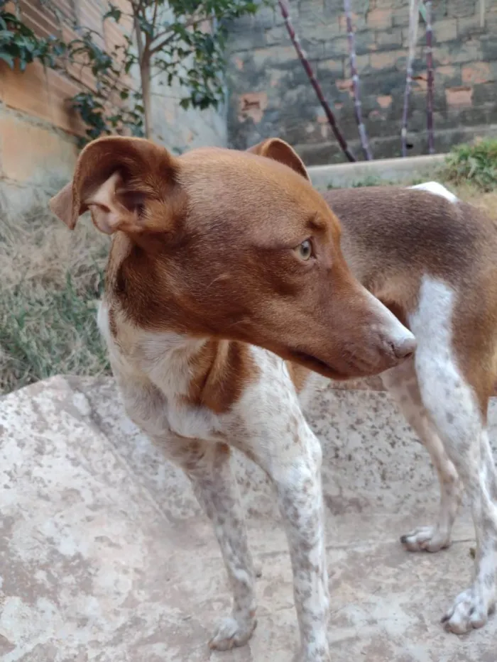 Cachorro ra a Fox Terrier idade 2 anos nome Luna 