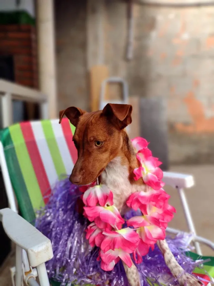 Cachorro ra a Fox Terrier idade 2 anos nome Luna 