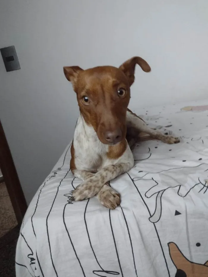 Cachorro ra a Fox Terrier idade 2 anos nome Luna 