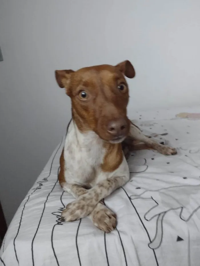 Cachorro ra a Fox Terrier idade 2 anos nome Luna 