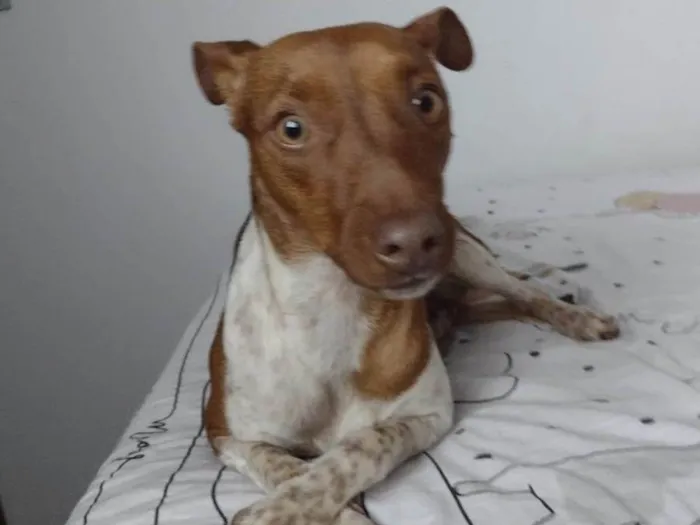 Cachorro ra a Fox Terrier idade 2 anos nome Luna 