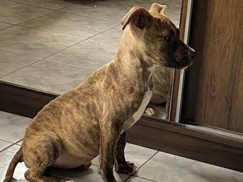 Cachorro ra a SRD-ViraLata idade 2 a 6 meses nome Nutella 