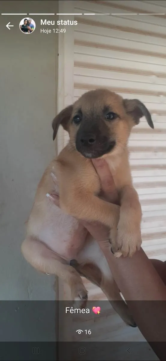 Cachorro raça Pastor Alemão com vira lata idade 2 a 6 meses nome Sem nome