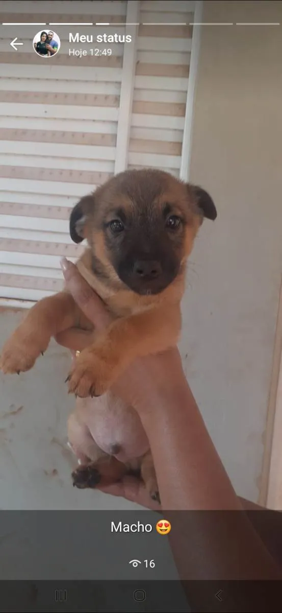Cachorro raça Pastor Alemão com vira lata idade 2 a 6 meses nome Sem nome