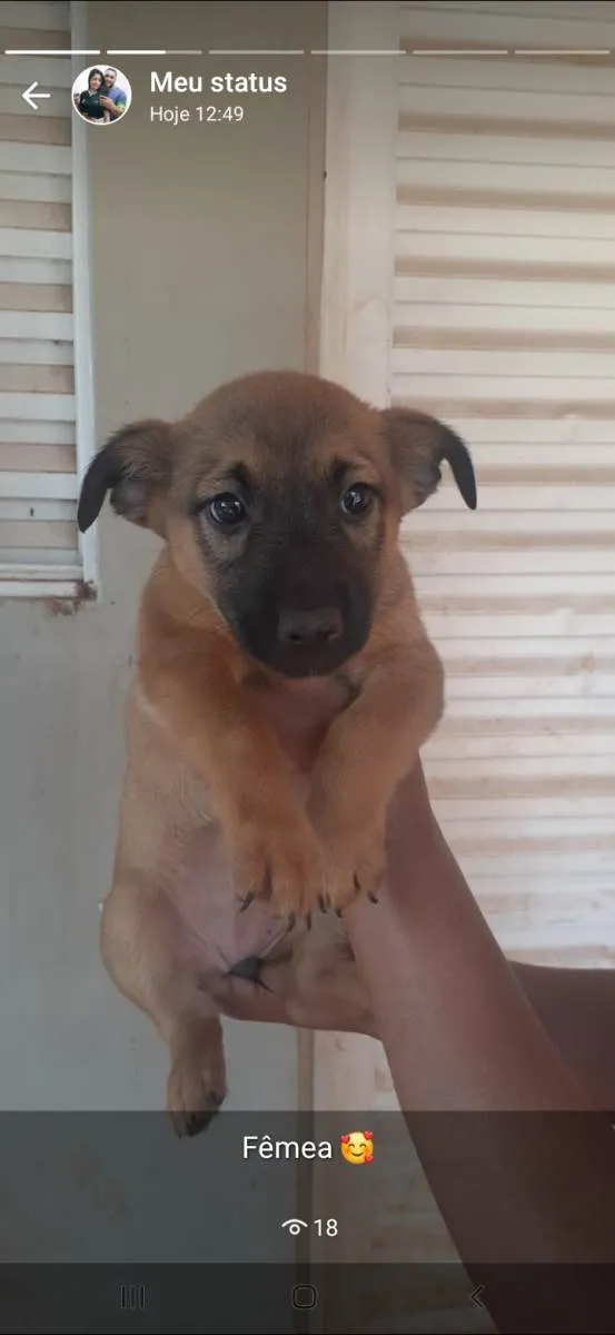 Cachorro raça Pastor Alemão com vira lata idade 2 a 6 meses nome Sem nome