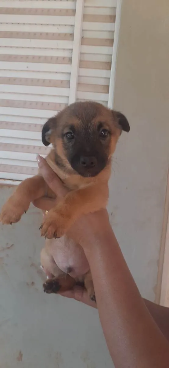Cachorro raça Pastor Alemão com vira lata idade 2 a 6 meses nome Sem nome