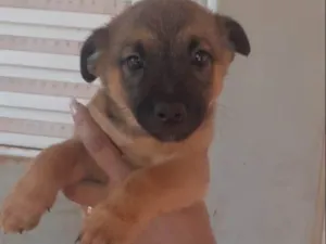 Cachorro raça Pastor Alemão com vira lata idade 2 a 6 meses nome Sem nome