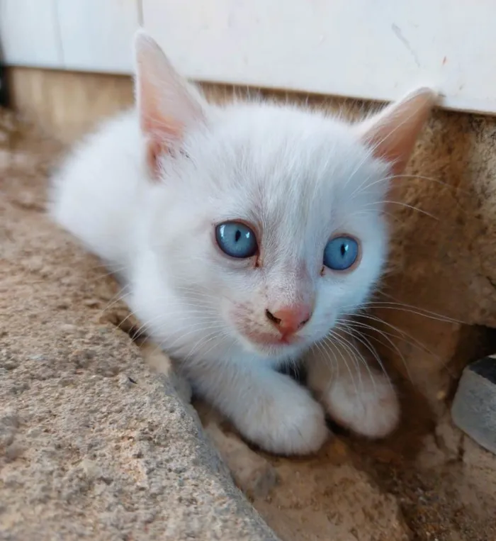 Gato raça Mestiço idade 2 a 6 meses nome Menina . Menino