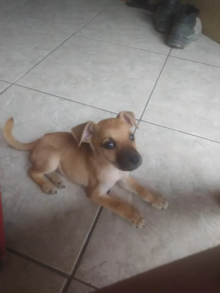 Cachorro ra a SRD-ViraLata idade 2 a 6 meses nome Amora