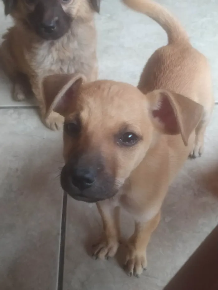 Cachorro ra a SRD-ViraLata idade 2 a 6 meses nome Amora