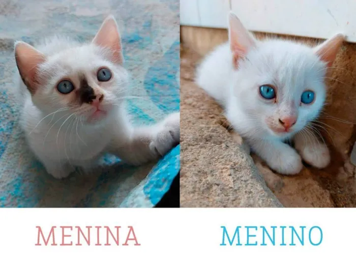 Gato raça Mestiço idade 2 a 6 meses nome Menina . Menino