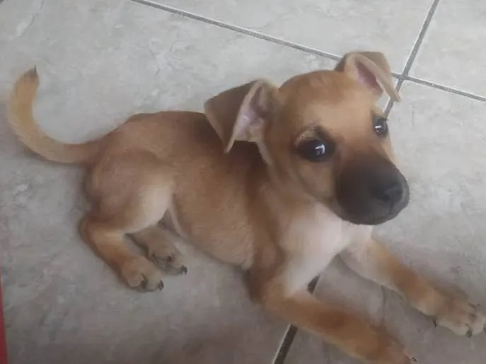 Cachorro ra a SRD-ViraLata idade 2 a 6 meses nome Amora