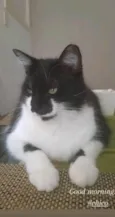 Chico