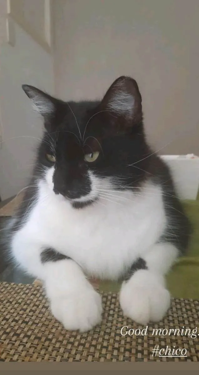 Gato ra a SRD-ViraLata idade 2 a 6 meses nome Chico