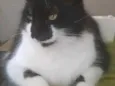 Chico