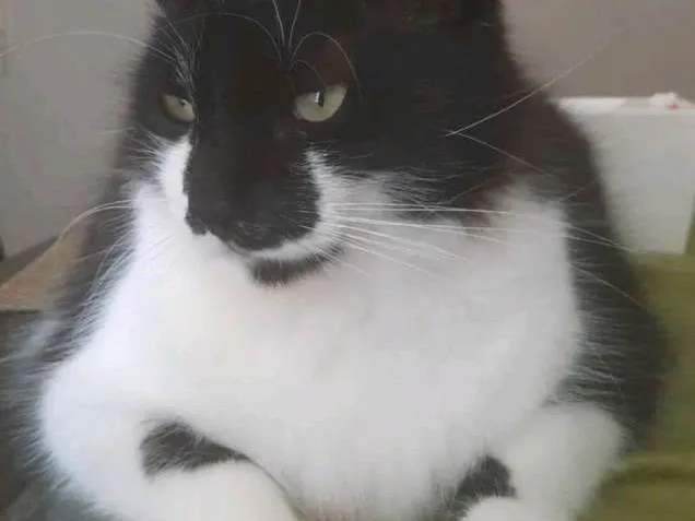 Gato ra a SRD-ViraLata idade 2 a 6 meses nome Chico