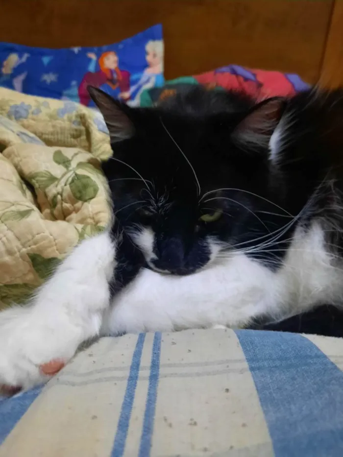Gato ra a SRD-ViraLata idade 2 a 6 meses nome Chico