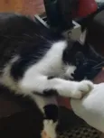 Chico