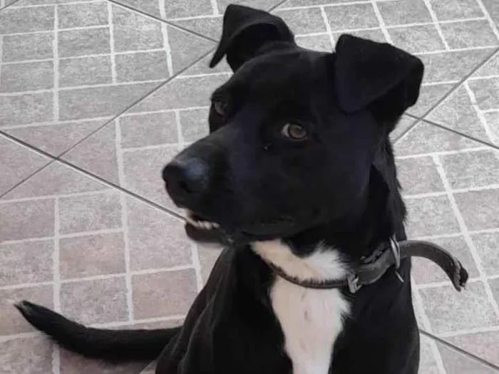 Cachorro ra a SRD idade 3 anos nome Nino