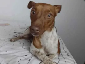 Cachorro raça Fox Terrier idade 2 anos nome Luna 