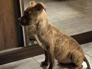 Cachorro raça SRD-ViraLata idade 2 a 6 meses nome Nutella 