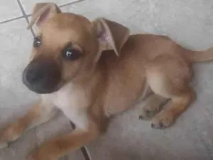 Cachorro raça SRD-ViraLata idade 2 a 6 meses nome Amora