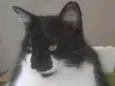 Chico