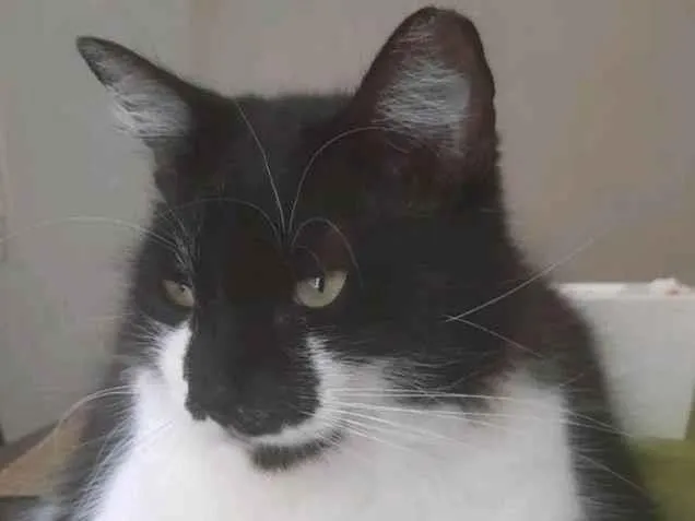 Gato ra a SRD-ViraLata idade 2 a 6 meses nome Chico