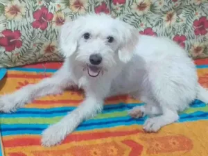 Cachorro raça SRD-ViraLata idade 2 anos nome Pérola