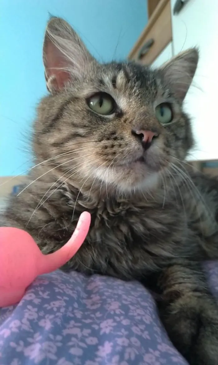 Gato ra a SRD-ViraLata idade 2 anos nome Iron