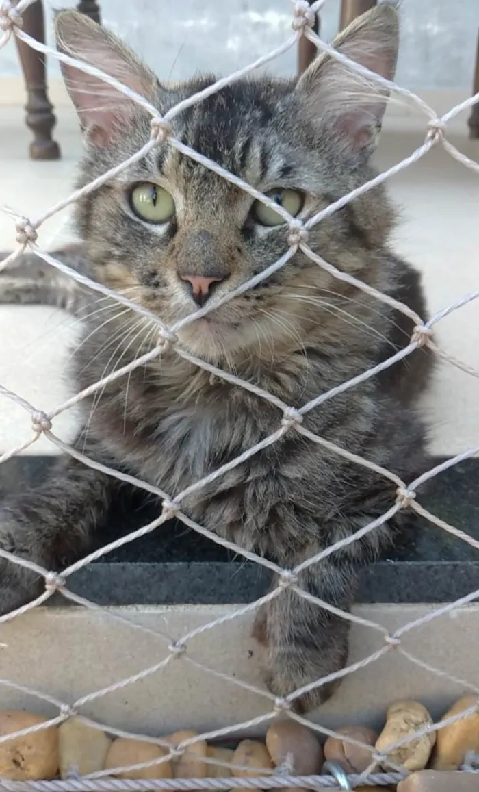 Gato ra a SRD-ViraLata idade 2 anos nome Iron