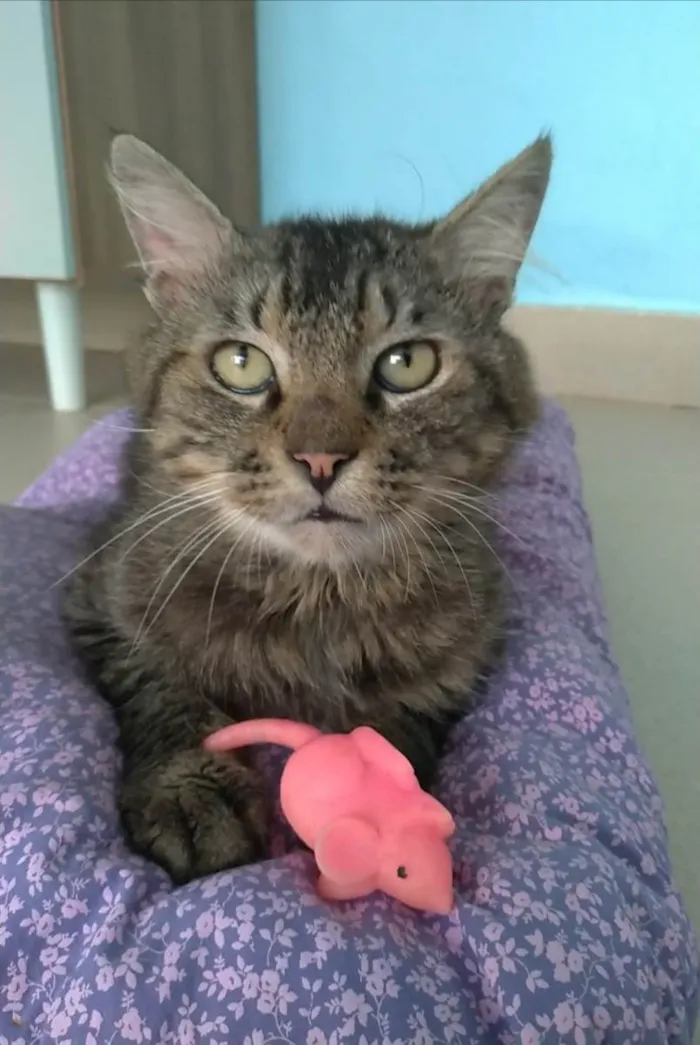 Gato ra a SRD-ViraLata idade 2 anos nome Iron
