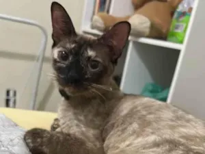 Gato raça SRD-ViraLata idade 1 ano nome Estrela