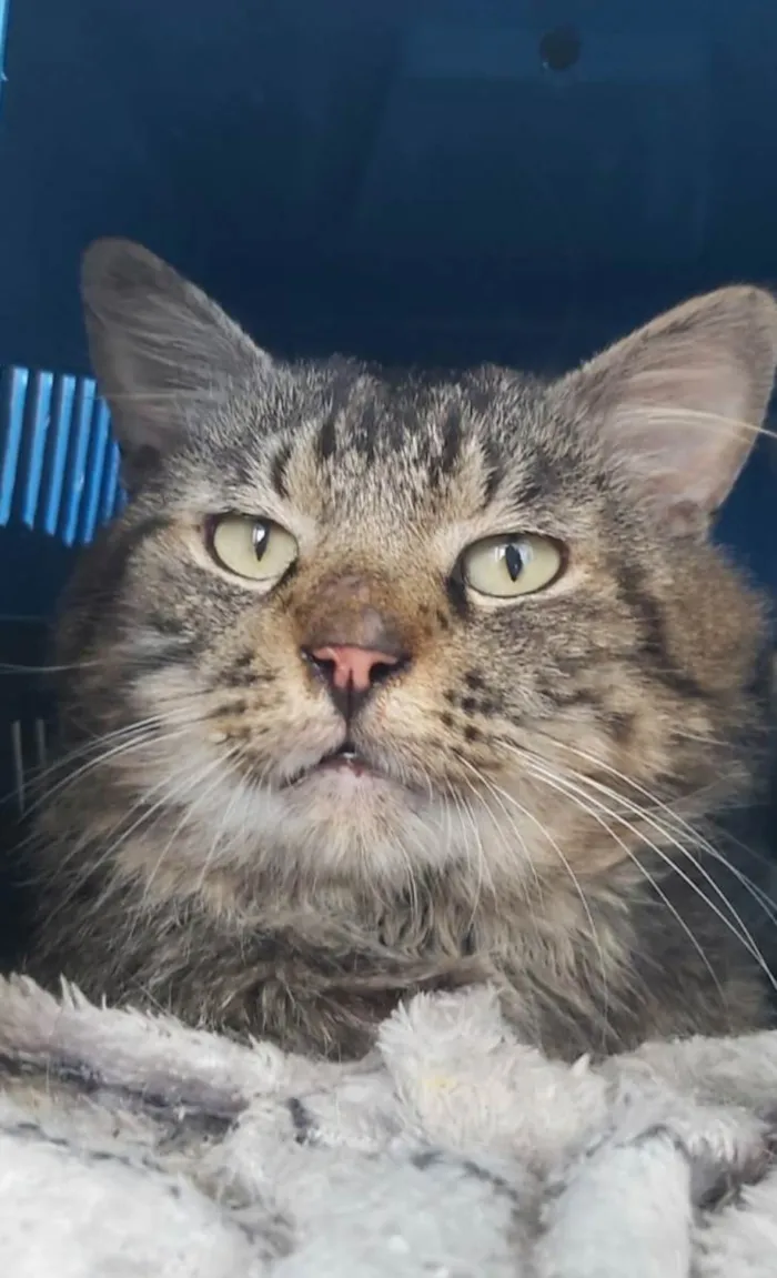 Gato ra a SRD-ViraLata idade 2 anos nome Iron