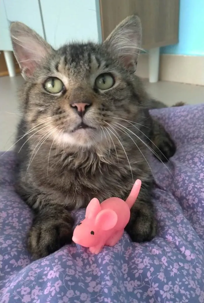 Gato ra a SRD-ViraLata idade 2 anos nome Iron