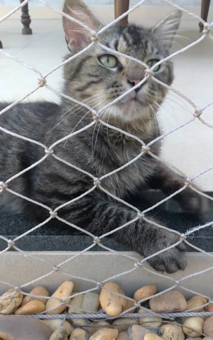Gato ra a SRD-ViraLata idade 2 anos nome Iron