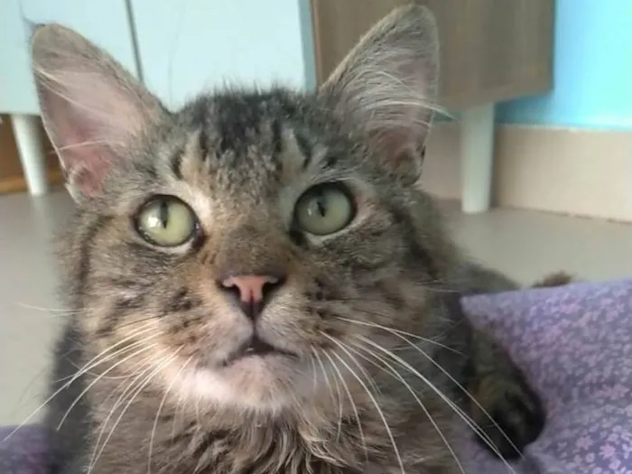 Gato ra a SRD-ViraLata idade 2 anos nome Iron