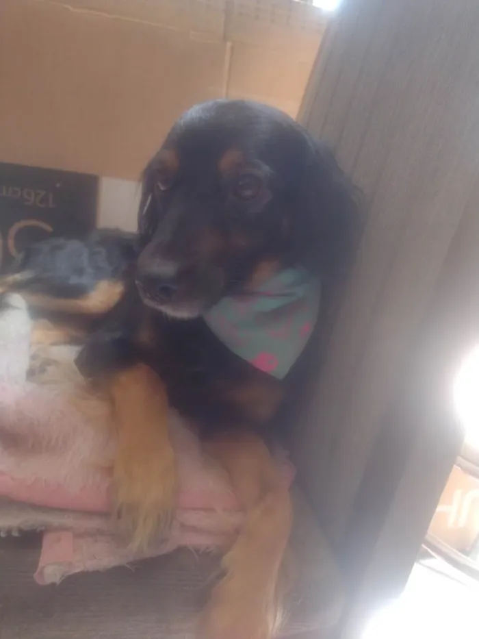 Cachorro ra a SRD-ViraLata idade 2 anos nome Ravenna