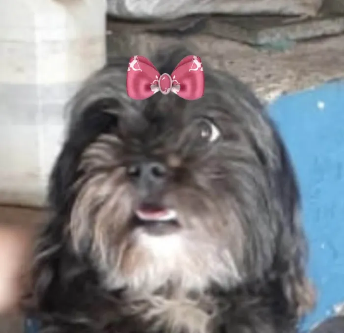 Cachorro ra a Mestica  idade 2 anos nome Amora 