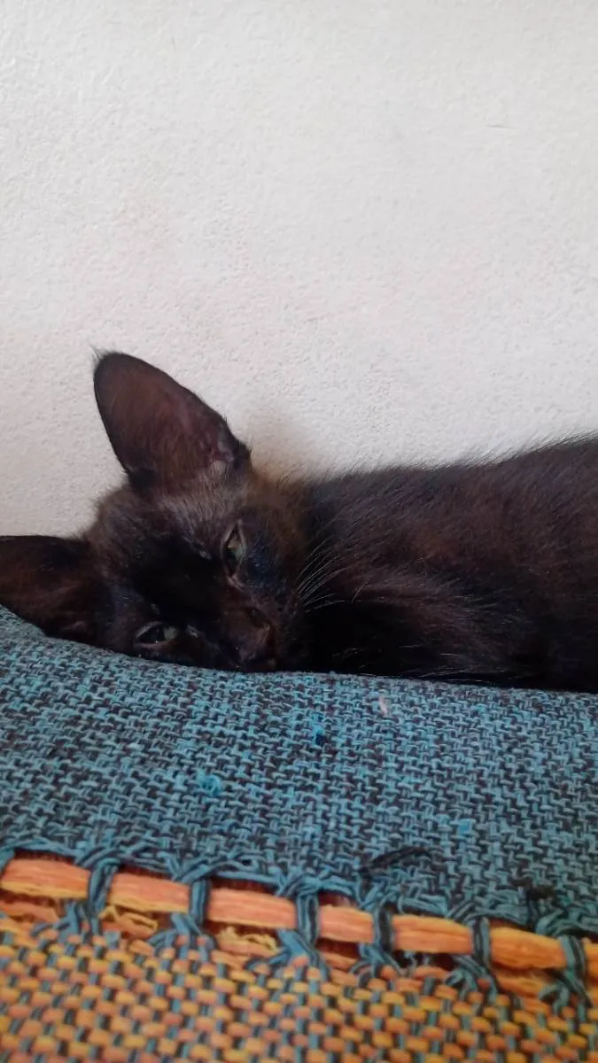 Gato raça vira lata idade 2 a 6 meses nome frajolinhas e um pretinho 