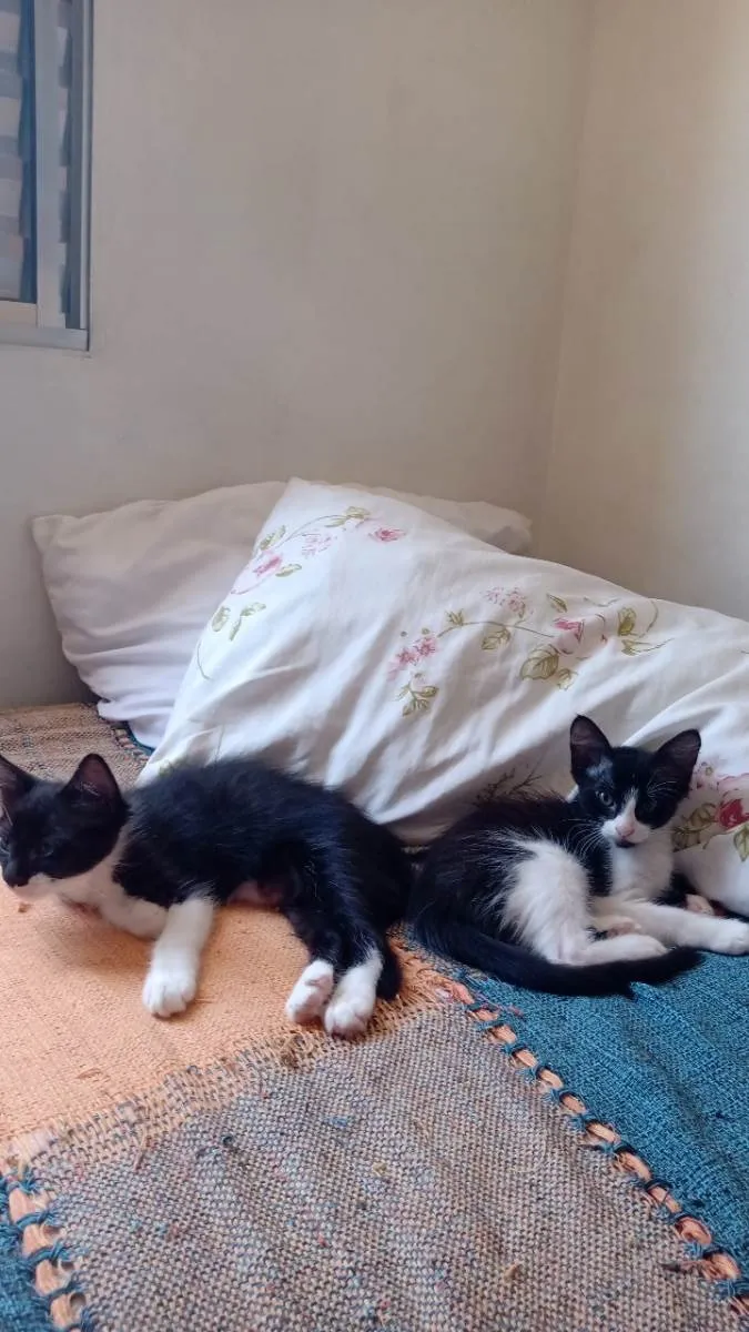 frajolinhas e um pretinho 