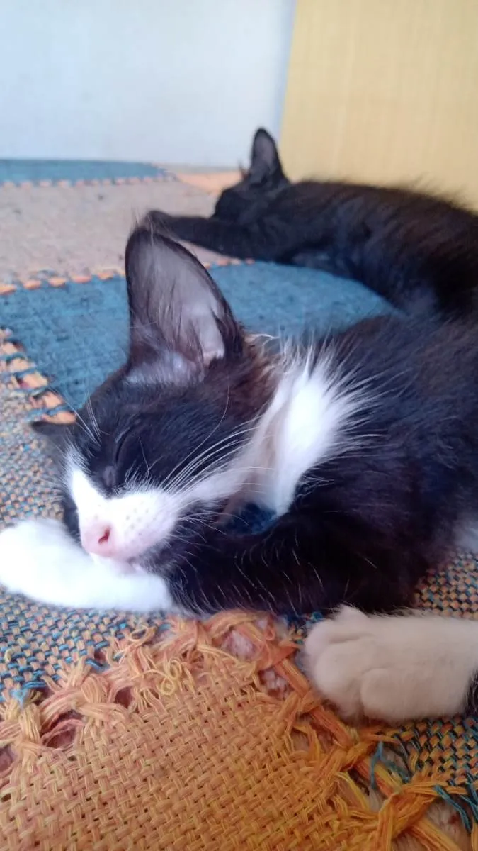 Gato raça vira lata idade 2 a 6 meses nome frajolinhas e um pretinho 