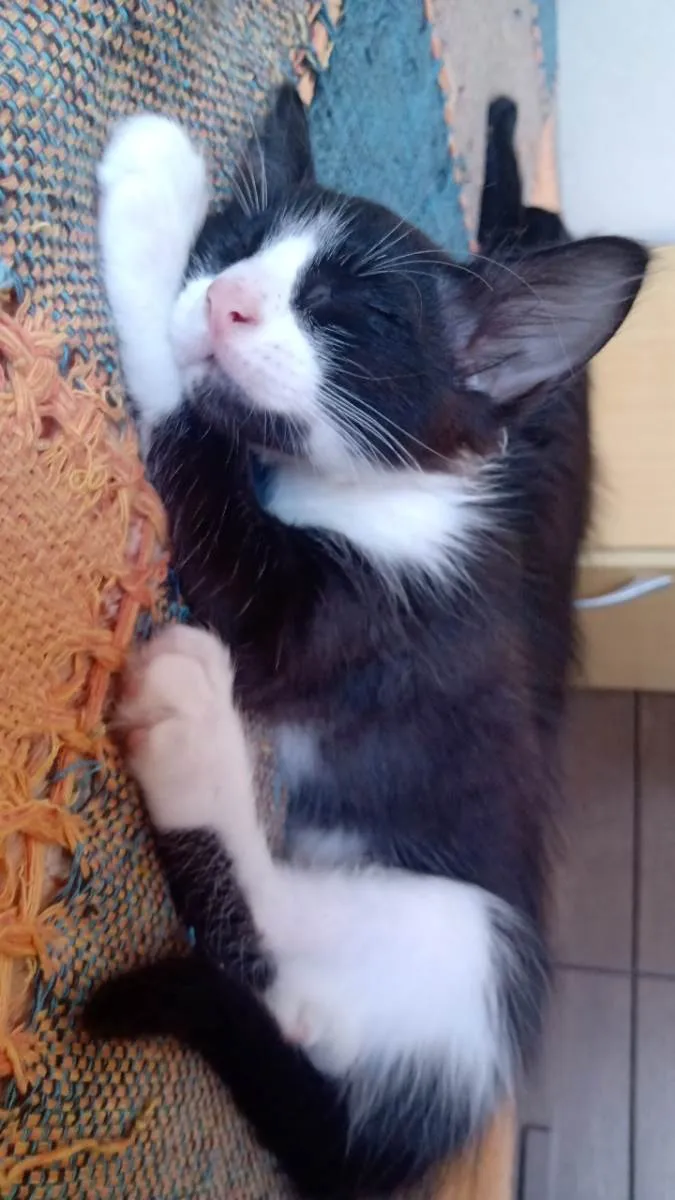 Gato raça vira lata idade 2 a 6 meses nome frajolinhas e um pretinho 