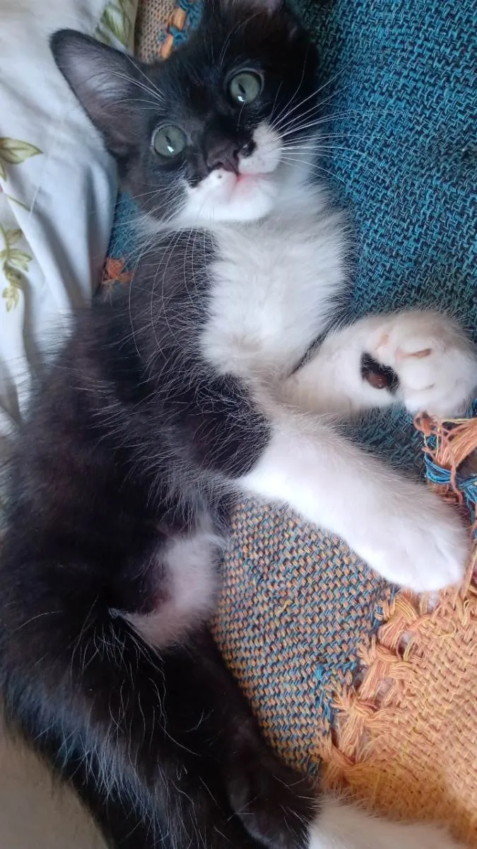 Gato raça vira lata idade 2 a 6 meses nome frajolinhas e um pretinho 