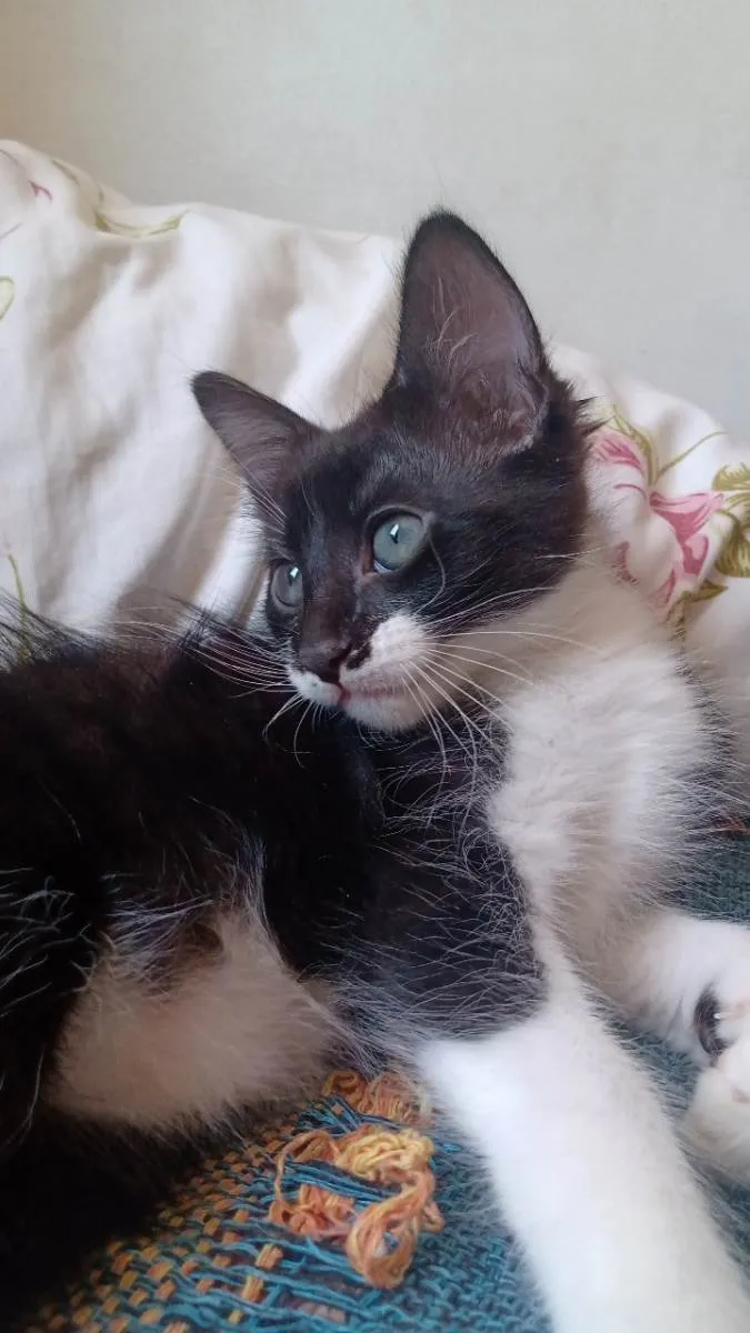 Gato raça vira lata idade 2 a 6 meses nome frajolinhas e um pretinho 