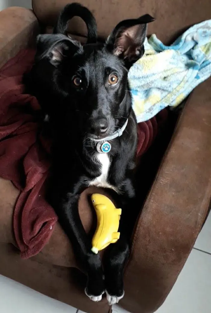 Cachorro raça SRD-ViraLata idade 7 a 11 meses nome Nutella